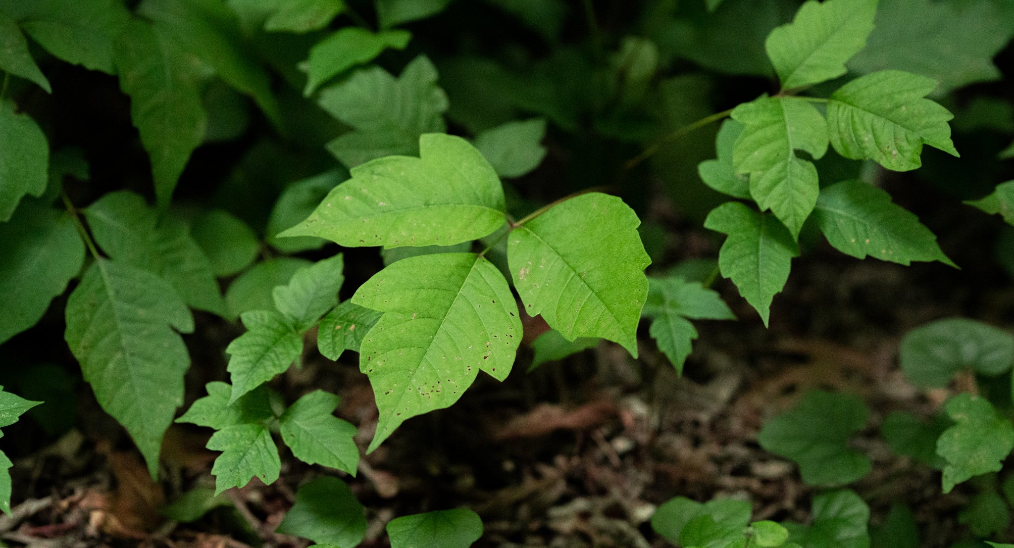 Poison Ivy - Magnolia Dermatology
